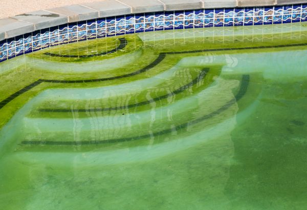 Pool Deck Algae Removal in Springfield